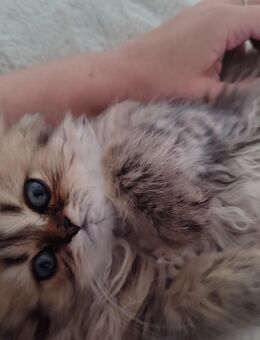 Reinrassige Langharige Babykatze - Gelnhausen