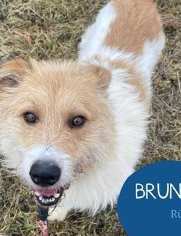 Freundlicher Bruno sucht sein Zuhause - Tarmstedt