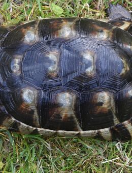 Gebe eine Breitrandschildkröte ab Perfekt gewachsen & wunderschön 8 jährig - Kasel-Golzig
