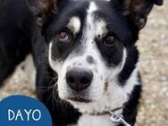 Souveräner Dayo sucht sein Zuhause - Tarmstedt