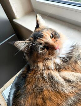 Traumhafte Maine Coon Schwestern - Bobingen Zentrum