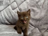 Wunderschöne Braune Kitten, geboren am 29.4.2025 - Dortmund