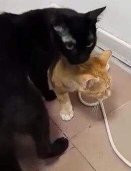 Süßes Katerpärchen sucht Kuschelkörbchen - Esslingen (Neckar)