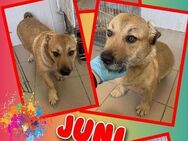 Notfellchen Juni sucht Traumplatz! - Nürnberg
