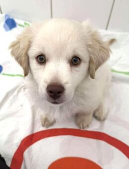 Coolio Kokonimix Rüde 3 Monate alt in GR - Reutlingen