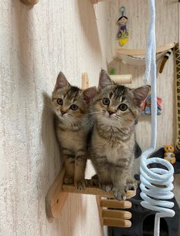 Zwei Britisch Kurzhaar Kitten - Hamburg Bergedorf