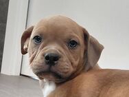 Wunderschöne New English Bulldog Welpen - Quierschied