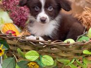 Mini Australian Shepherd, Aussie, Australien - Marsberg