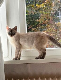 Wunderschöne Blue-Point Katze sucht ein liebevolles Zuhause - Berlin Reinickendorf