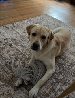 🐾 Labrador Retriever Rüde „Amore“ sucht liebevolles Zuhause 🐾 - Friedberg