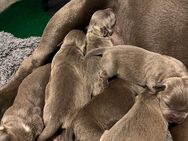 American bully Welpen - Frechen