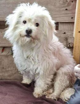 Lori - verschmust & freundlich - Koblenz