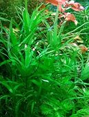 Trugkölbchen, Wasserpflanze, Versand/ Abholung in 53894