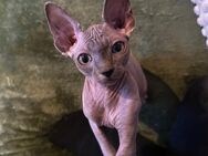 Sphynx Junge sucht noch ein Zuhause kanadische Sphynx Don Sphynx - Wiernsheim