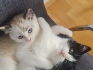 Hauskatze Geschwister - Neuffen