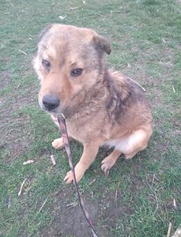 Trauriger Fips sucht Liebe - Overath