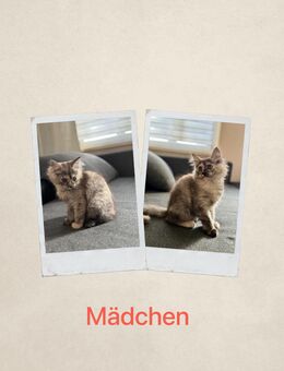 Kitten Main-Coon/Heilige Birma - Calbe (Saale) Zentrum