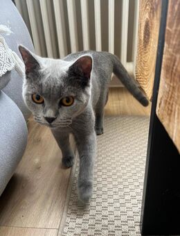 Süßer Bkh junge 6 Monate - Krefeld