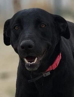 Tracey - Liebenswerte + aktive Hundedame - Bad Camberg