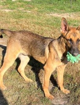 Fönix-BR lieb und schlau - Neustadt (Rübenberge)