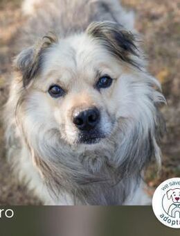 Nero: charismatischer Oldie - Kirchzell