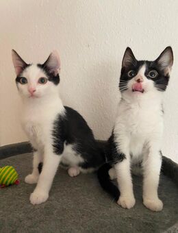 Sehr hübsche Europäische Kurzhaar Kitten suchen eine liebe Familie - Essen