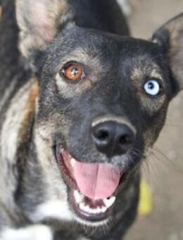 Queenie: klein aber -oho-! Und süß dazu! - Karben