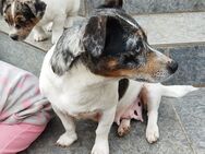 Jack Russel Terrier Welpen - Grimma