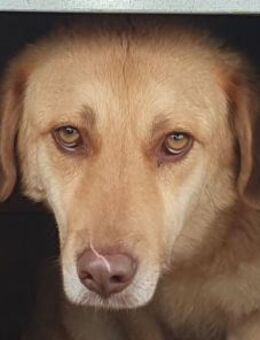 JANNI-hübscher Rüde, 61 cm - Rösrath