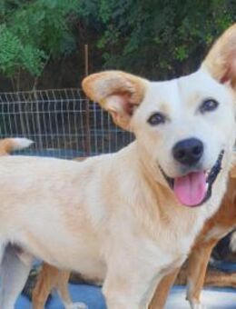 MICAH - entzückender herzenslieber Rüde - Velbert