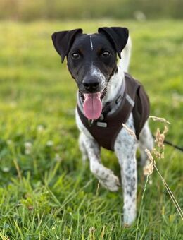 Dringend abzugeben Hund Balu sucht ein Zuhause - Gelsenkirchen
