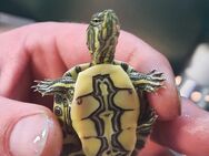 Schildkröten - Bedburg