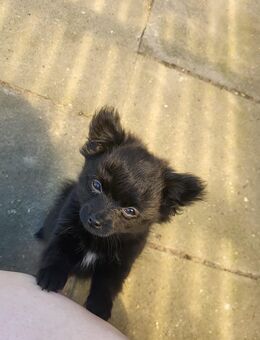 Süße Pomchi Mädchen - Nordenham