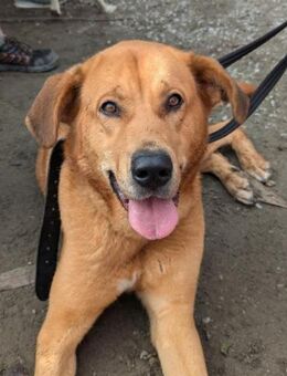 Traumhafte Noa wünscht sich eine Familie - Grevenbroich