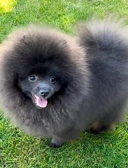 Zwergspitze Pomeranian Welpen mit Stammbaum - Saarlouis Zentrum