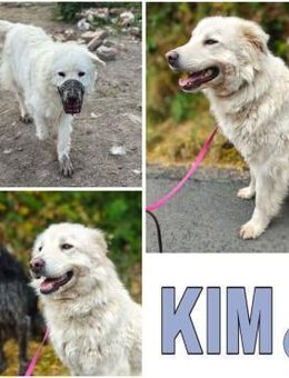 KIM -selbstbewusste Maremmano Hündin - Duisburg