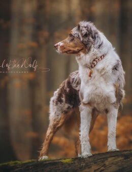 Wurfankündigung Australian Shepherd - Oberweser