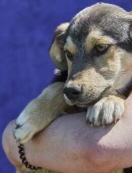 Liebenswerter Nalo❤️sucht sein Zuhause - Rott (Inn)