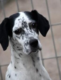 Osella wünscht sich Geborgenheit - Neuss