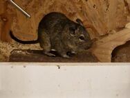 Dringend!!! Degu abzugeben - Köln