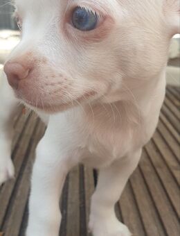 Chihuahua kurzhaar Rüde mit blauen Augen sucht tolles Zuhause - Schulzendorf