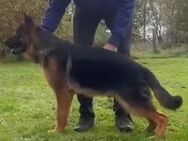 Schäferhund junger Rüde - Herten