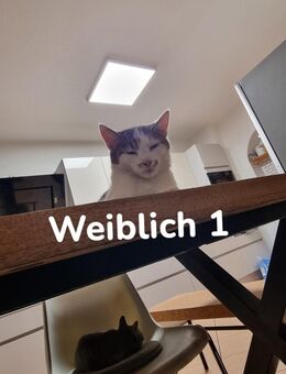 Katzen zu verkaufen - Kamp-Lintfort
