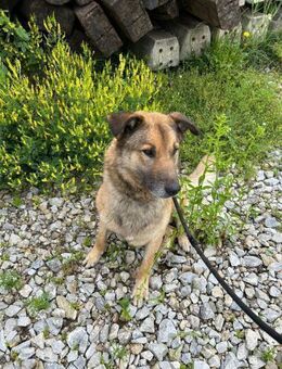 ALEX - bester Freund der Familie werden - Overath