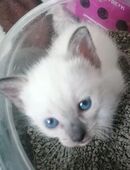 Reinrassige Siam Kitten Von Stammbaum Rasse Siam Baby blau Augen in 80939