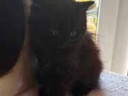 BKH/Sibirische Waldkatze Mix - Steinwiesen