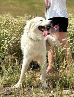 PEPINO - wir kommen trotzdem gut klar - Overath