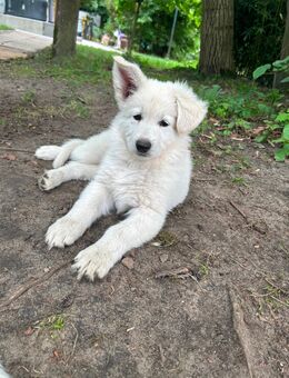 weiße Schweizer Schäferhund Welpen - Halle (Westfalen) Gartnisch