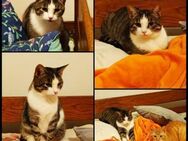 Hübsche Tia sucht ein liebes Zuhause - Margetshöchheim