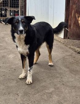 ZEN - der Junge, der sein Glück sucht - Erfurt